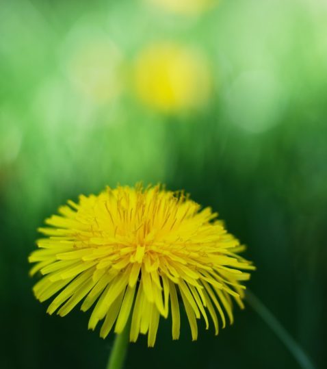 防災と野草たち